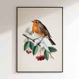 Mr Robin