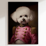 Bert The Bichon Frise